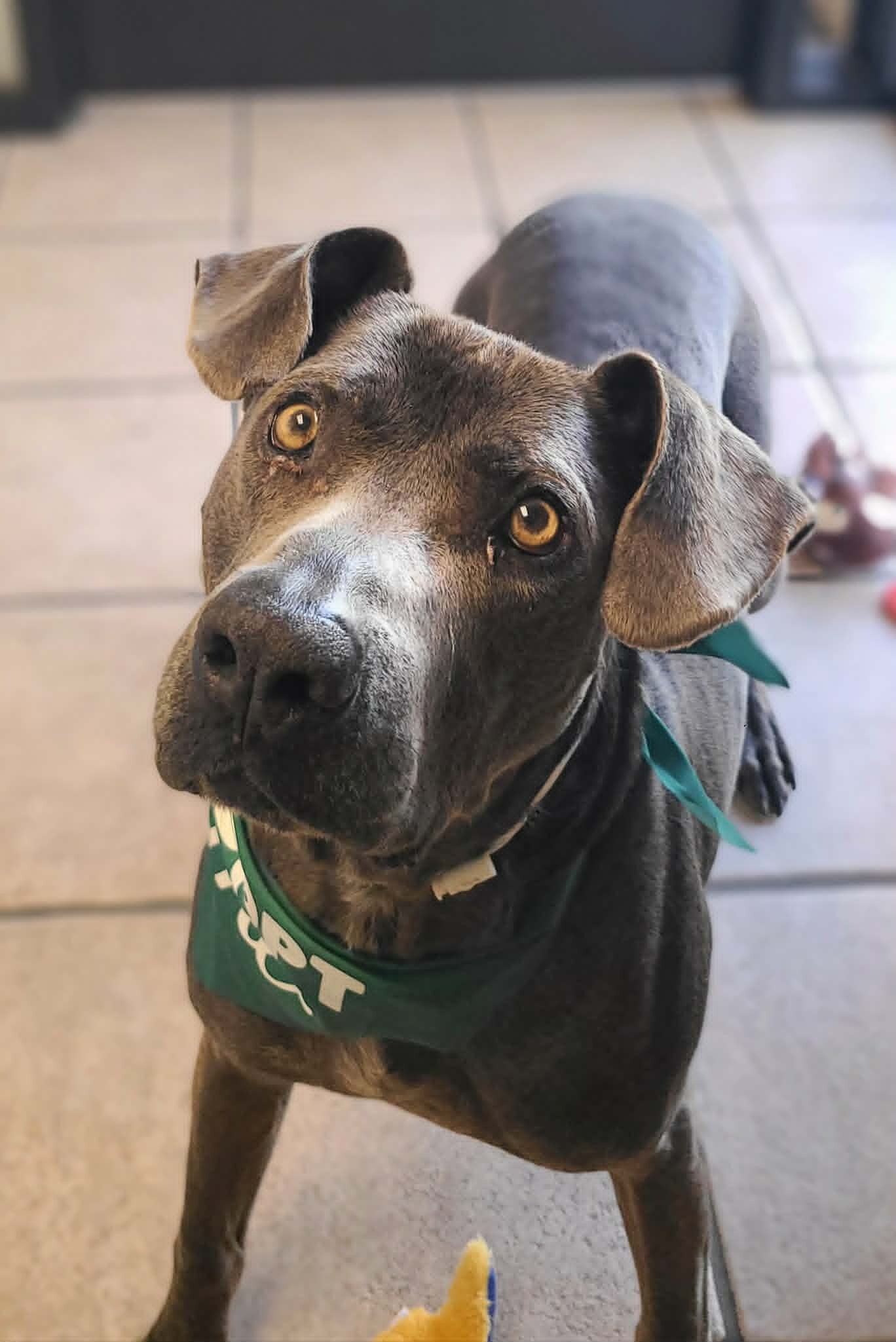 Picture of the Animal Listed